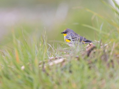 Yellow-rumped Warbler