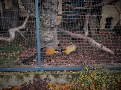Yellow-throated Marten