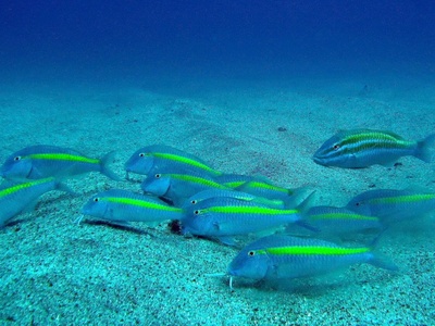 Yellow Goatfish