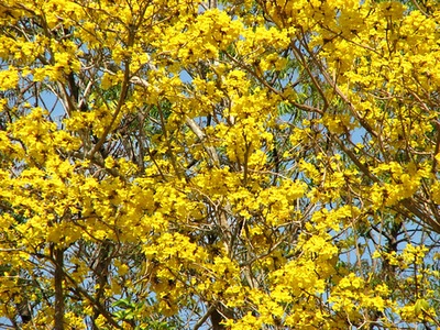 Yellow Poui