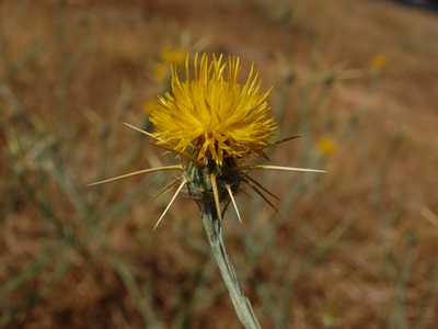 Yellow starthistle
