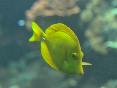 Yellow tang