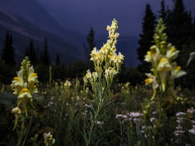Yellow Toadflax