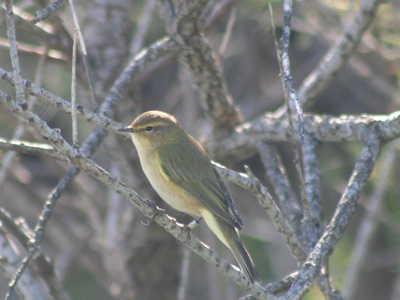 Yellow Wagtail