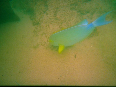 Yellowfin surgeonfish