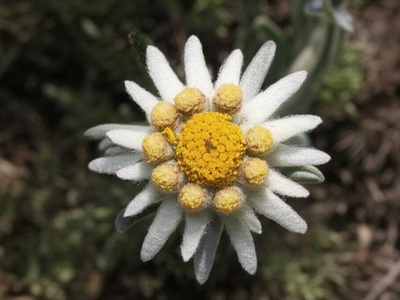 Yellowish Edelweiss