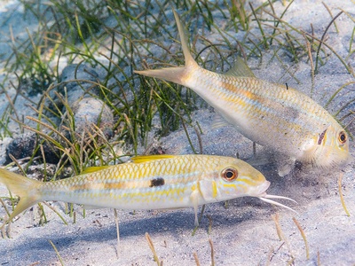 Yellowstripe goatfish