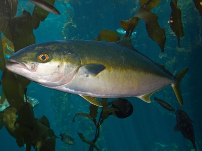 Yellowtail amberjack