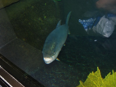 Yellowtail amberjack