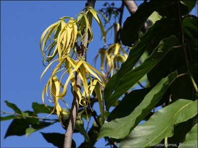Ylang-Ylang