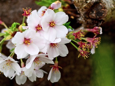 Yoshino Cherry