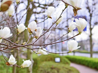 Yulan magnolia