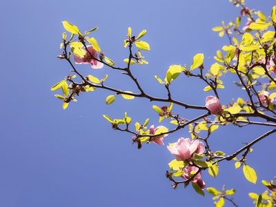 Yulan Magnolia