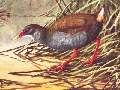 Zapata Rail