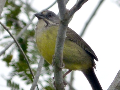 Zapata Sparrow