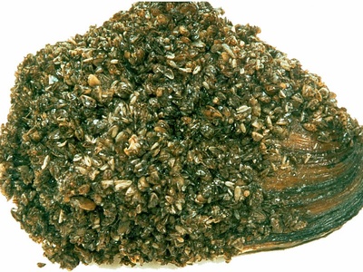 Zebra mussel