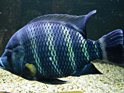 Zebra tilapia