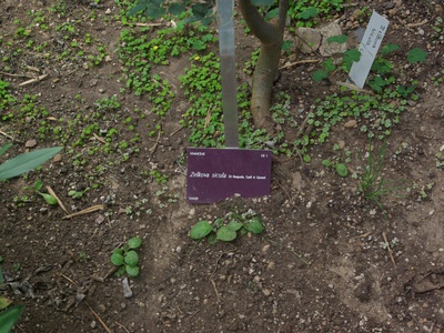 Zelkova sicula