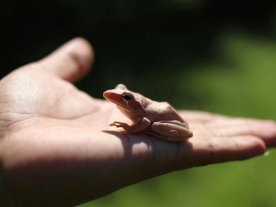 Ziama Long-fingered Frog