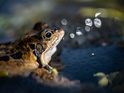Zweifel's Bubble-nest Frog