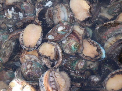 Abalone