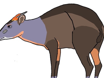 Abbott's Duiker