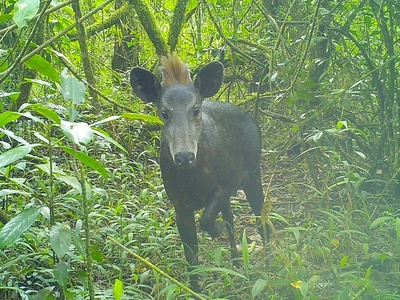 Abbott's Duiker