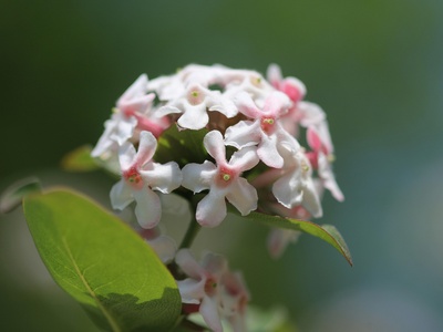 Abelia