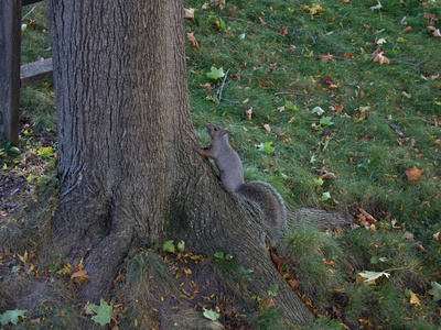 Abert's Squirrel