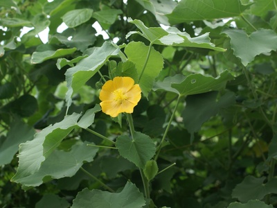Abutilon