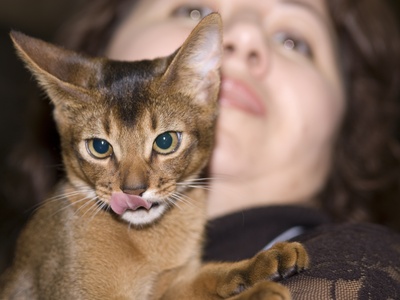 Abyssinian