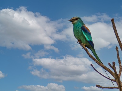 Abyssinian Roller