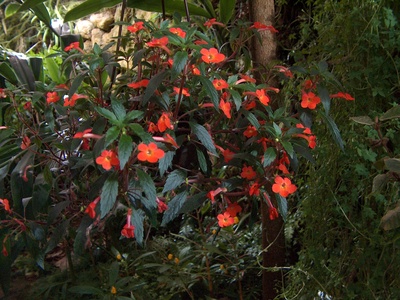 Achimenes