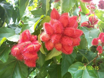 Achiote (Annatto)