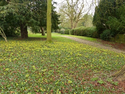 Aconite
