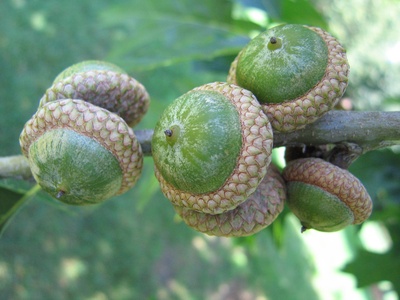 Acorn