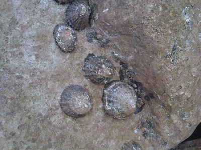 Acorn barnacle
