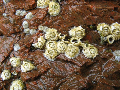 Acorn barnacle