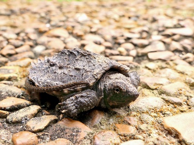 Adanson's Mud Turtle