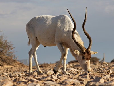 Addax