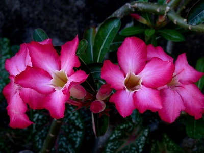 Adenium