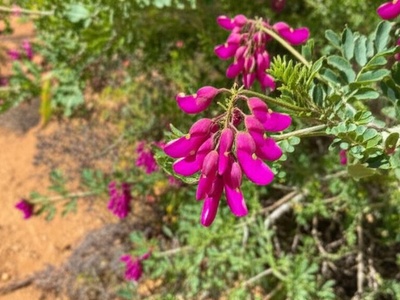 Ader shrub