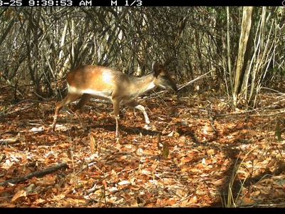 Aders's Duiker