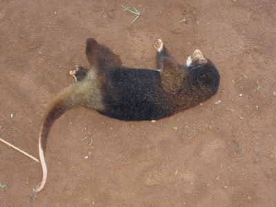 Admiralty Cuscus
