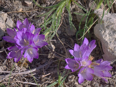 Adriatic Bellflower