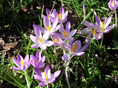 Adriatic Crocus