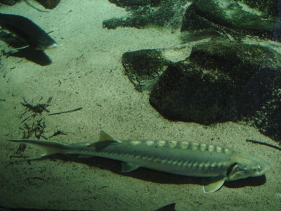 Adriatic Sturgeon