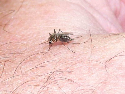 Aedes mosquito (dengue/yellow fever vector)