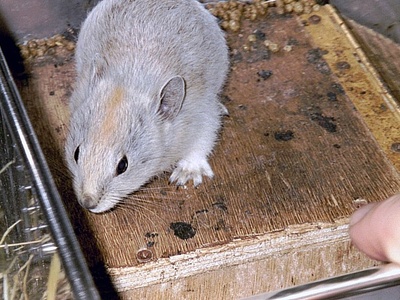 Afghan pika