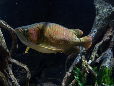 African Arowana